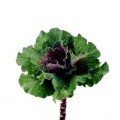 Kale - Cabbage - Red Pigeon